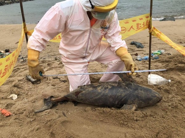 馬祖北竿后沃岸際沙灘再發現1隻露脊鼠海豚屍體，長度約107公分、寬度約30公分。（翻攝自網路／海巡署金馬澎分署提供）