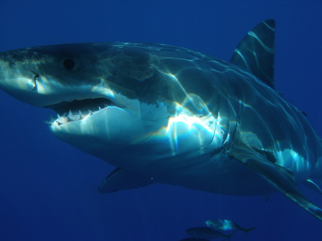 ▲鯊魚是海洋食物鏈當中的頂級消費者。（圖／取自免費圖庫Pixabay）