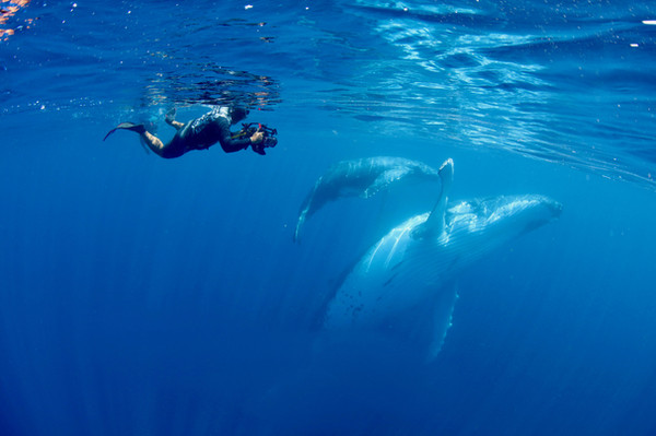 ▲▼水下攝影不僅危險，拍攝海洋生態的不確定性也高，圖為攝影團隊拍攝大翅鯨在東加王國育兒。（圖／公關提供）
