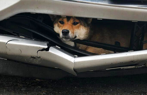 ▲▼紐約州鹿特丹(Rotterdam)柴犬，被車撞後竟然卡在保險桿內。（圖／達志影像／美聯社）