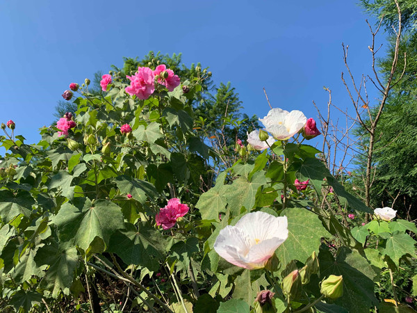 ▲連接淡水與三芝的北8鄉道接近宏龍宮處，就可尋得木芙蓉的芳蹤 。（圖／新北市政府景觀處提供）