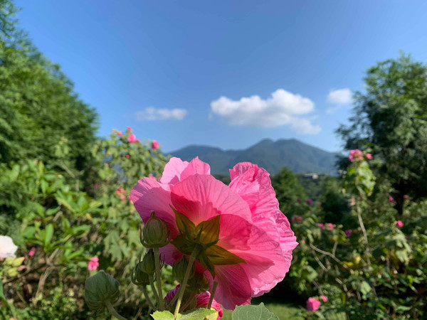 ▲連接淡水與三芝的北8鄉道接近宏龍宮處，就可尋得木芙蓉的芳蹤 。（圖／新北市政府景觀處提供）