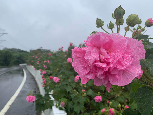 ▲連接淡水與三芝的北8鄉道接近宏龍宮處，就可尋得木芙蓉的芳蹤 。（圖／新北市政府景觀處提供）