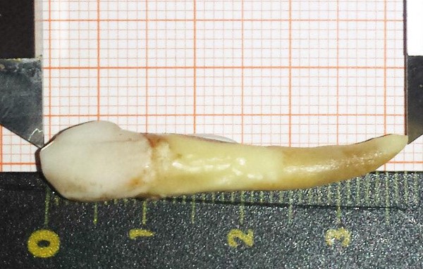 ▲▼史上最長牙齒。（圖／取自Guinness World Record官網）