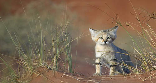 沙漠貓