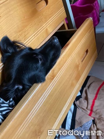 ▲歐告自己「造窩」衣櫃當床睡！　媽笑：你是貓還是狗？（圖／飼主金妘提供）