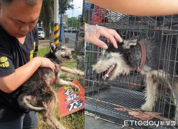 ▲雪納瑞流浪1年怕再被丟下！　苦撐「受傷後腿」想跟回家。（圖／臉書粉專「徐文良（徐園長護生園）」提供）