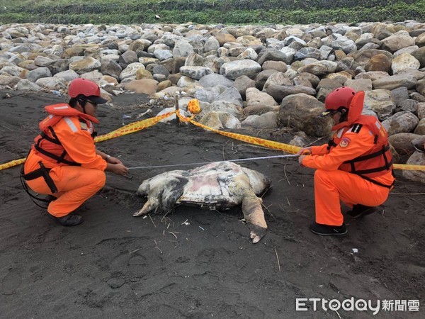 ▲▼宜蘭岸際接連兩天發現鯨豚、海龜死亡。（圖／記者游芳男翻攝，下同）