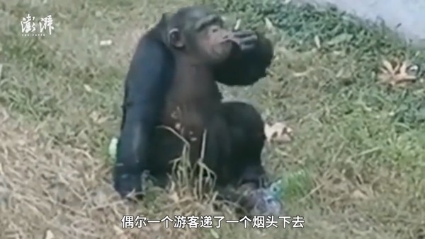 ▲安徽省合肥野生動物園猩猩被拍到抽菸。（圖／翻攝自澎湃新聞，下同）
