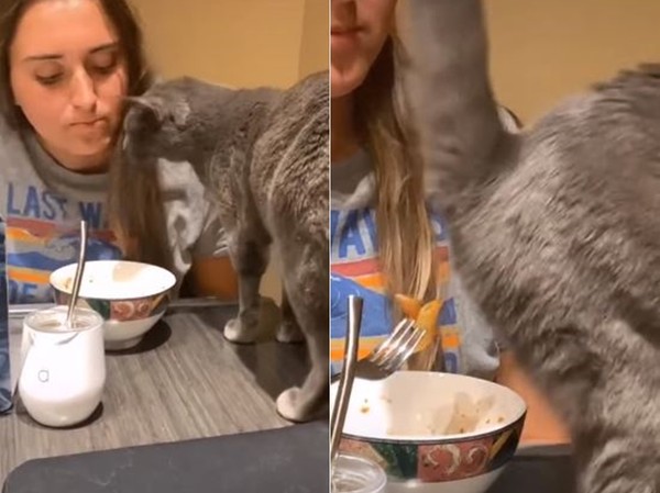 ▲貓吃不到好料直接放屁到碗裡。（圖／翻攝自抖音APP「b591555555」）