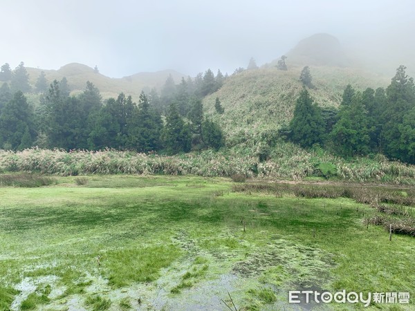 ▲陽明山芒草,落羽松。（圖／記者彭懷玉攝）