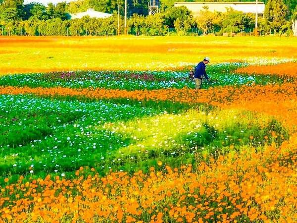 ▲2019桃園花彩節大溪率先登場。（圖／記者楊淑媛攝）