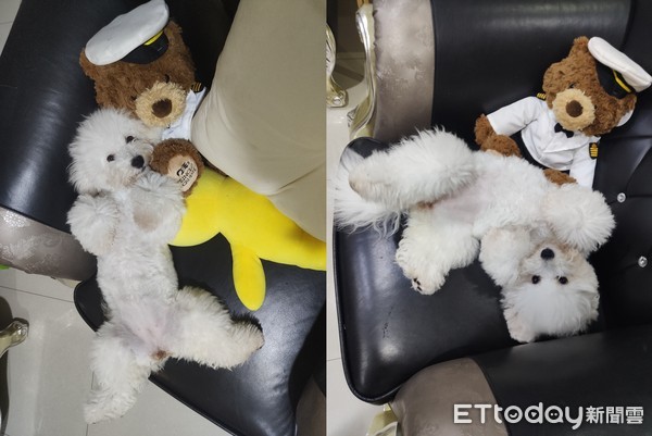 ▲「大眼公主」被狗啃破洋裝變亂髮瘋婆　媽傻眼：怎跟兒子交代？。（圖／Lee Hsuan提供）