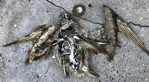 ▲▼中途島上的海鳥屍體肚內充滿各種塑膠垃圾。。（圖／美聯社）