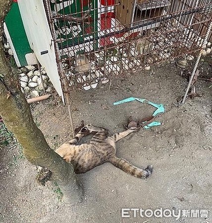 ▲誤入恐怖花園！屏東流浪貓手腳「中2捕獸夾」掙扎哀嚎。（圖／台灣動物緊急救援小組提供。）