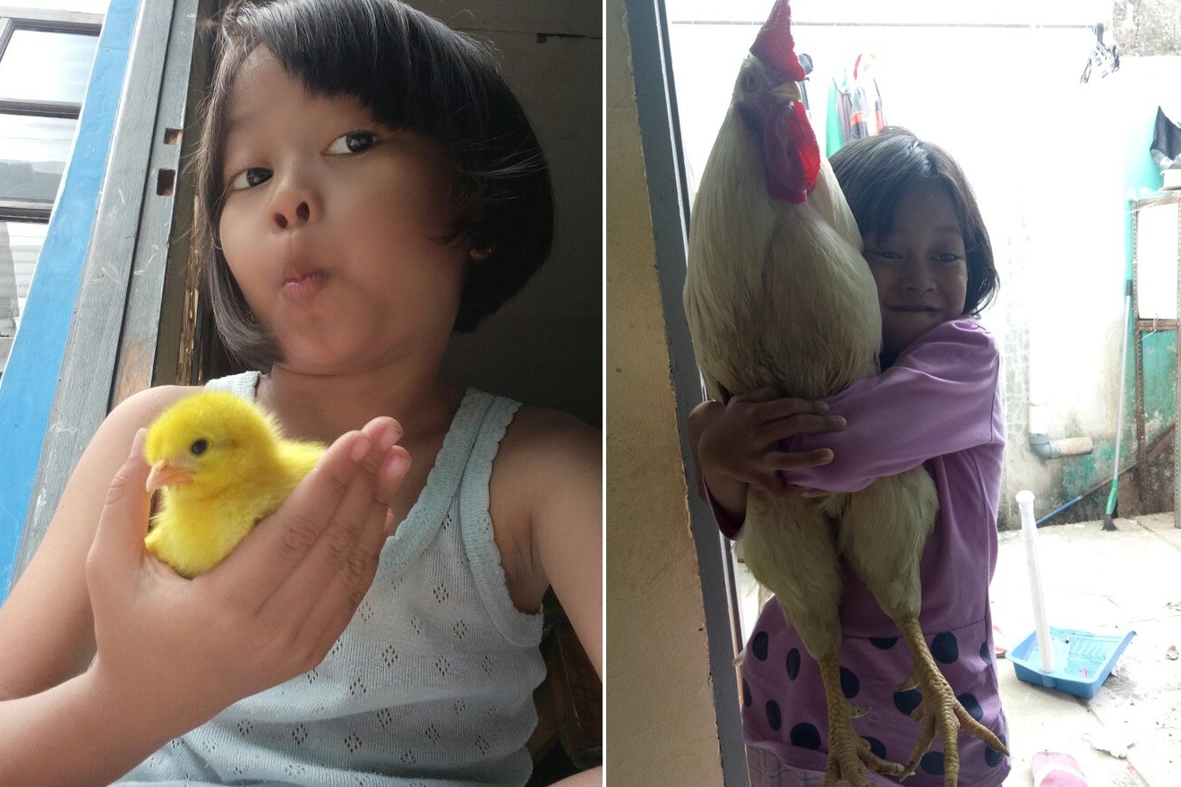 ▲▼印尼政府為解決孩童手機成癮，推出「養小雞」計畫。（圖／翻攝自推特／@krystalk2me）