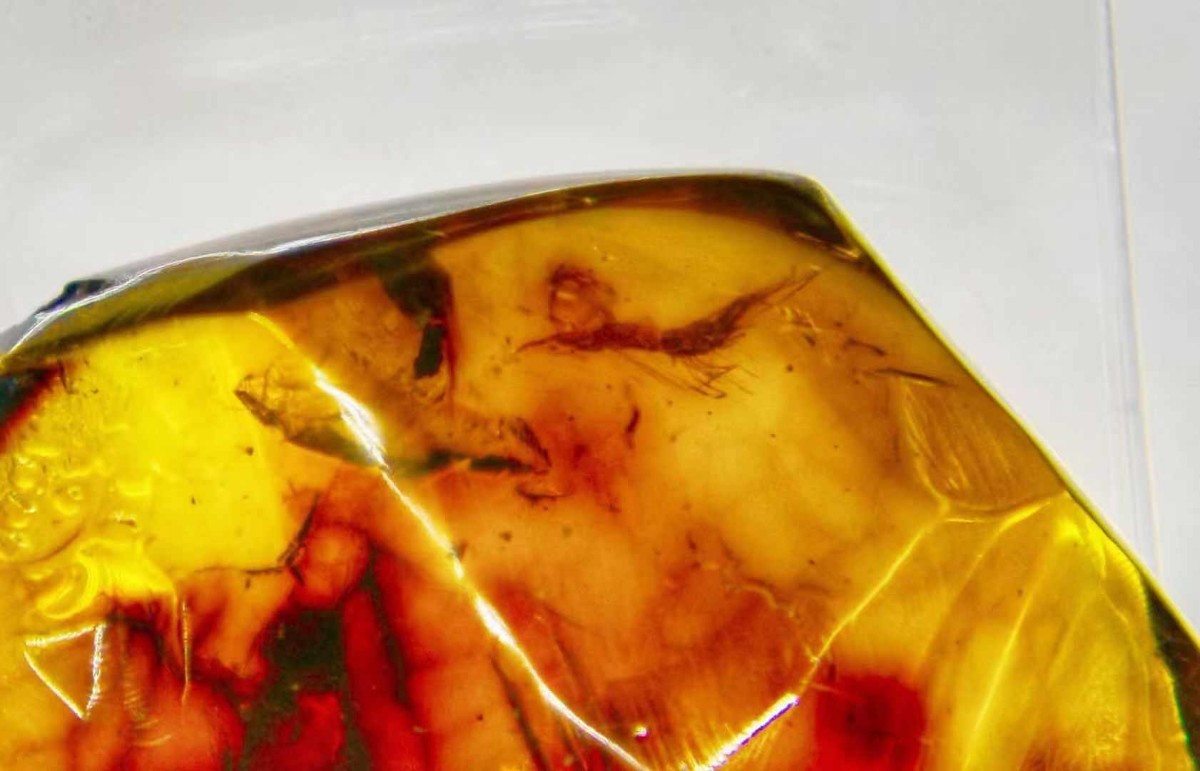 ▲中國科學家首次在琥珀中發現水生生物真蝦。（圖／翻攝自《北京日報》）