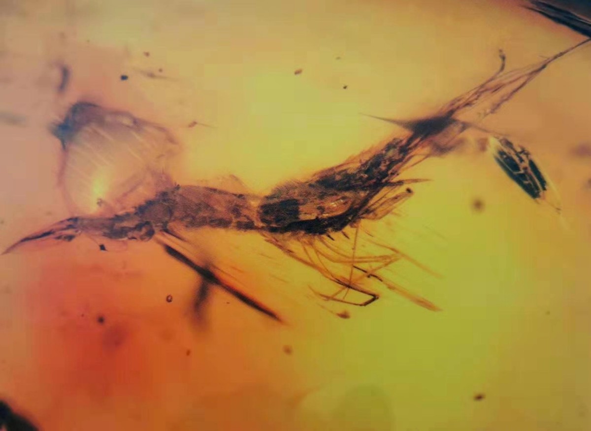 ▲中國科學家首次在琥珀中發現水生生物真蝦。（圖／翻攝自《北京日報》）
