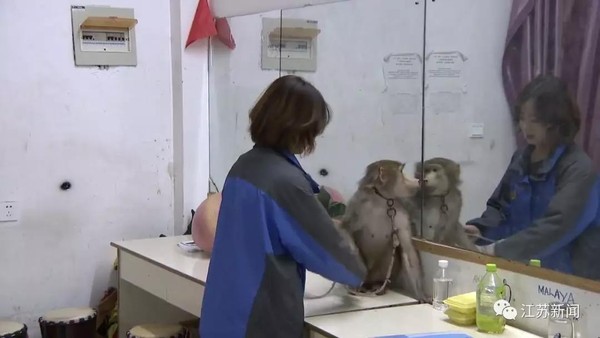 ▲江蘇一隻狒狒把工作人員網購購物車清空。（圖／翻攝自《江蘇新聞》微信公眾號）