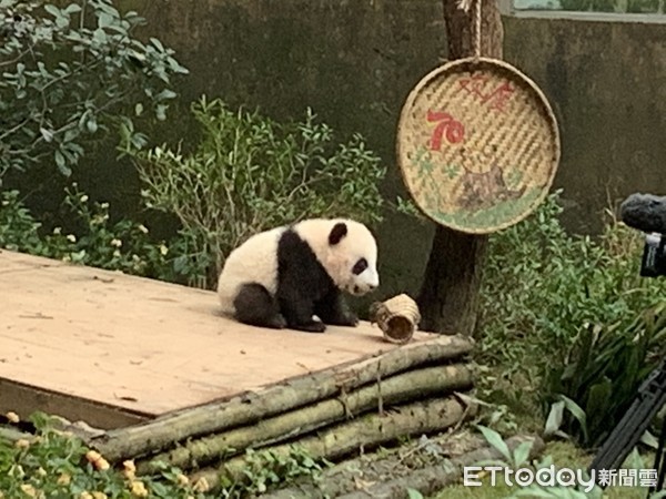 ▲▼四川,成都,成都大熊貓繁育研究基地,貓熊             。（圖／記者鄭思楠攝）