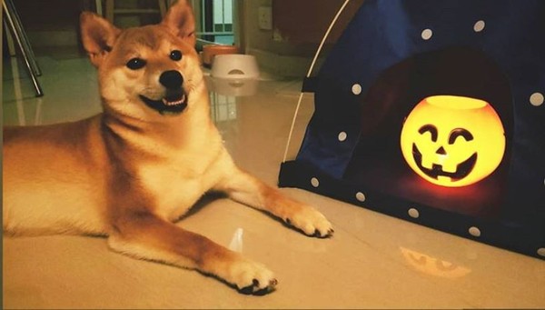 ▲▼主人和柴柴歡度萬聖節。（圖／翻攝自instagram／miika.shibainu）