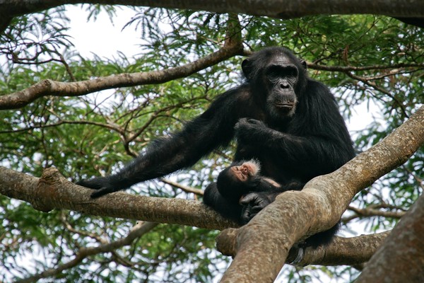 ▲▼東部黑猩猩（Eastern chimpanzee）。（圖／達志影像／美聯社）