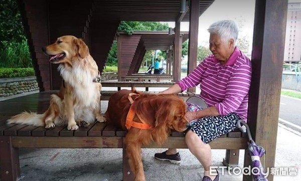 ▲公園嬤幫金金戴帽子！瘋狂誇獎「好水啊」　媽揪心：牠想起過世奶奶了（圖／粉專@潛水夫Golden Retriever哞哞&喳喳提供，請勿隨意翻拍，以免侵權。）