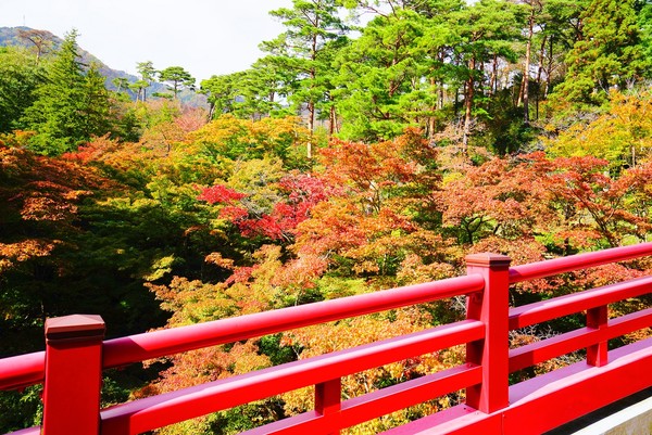 ▲新潟賞秋　前進日版金銀島來場奇幻漂流▼             。（圖／七逗旅遊網提供）