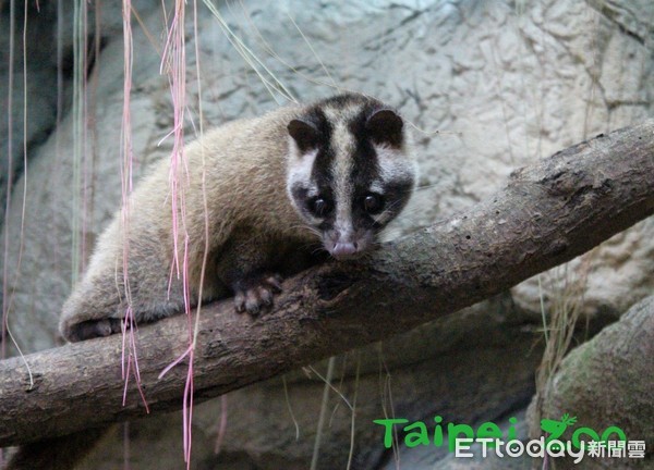 ▲受傷小鳥別亂撿！先CALL野鳥學會　動物園教你「正確救援觀」。（圖／臺北市立動物園提供）