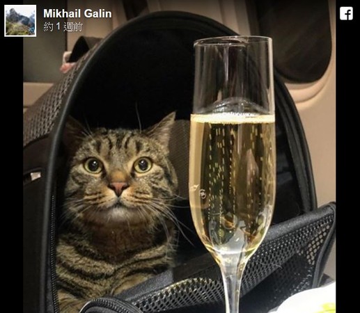 ▲▼加林得意的讓愛貓跟香檳合照。(圖／臉書@Mikhail Galin）