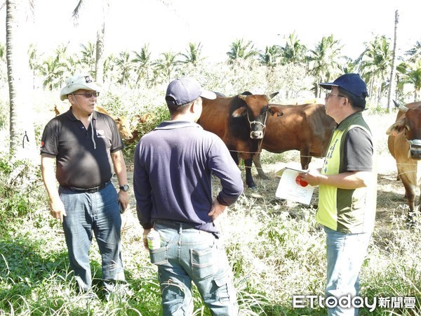 ▲台東縣政府目前已加強牛隻管理，圖中非事件牛隻。（圖／記者楊鈞典翻攝）