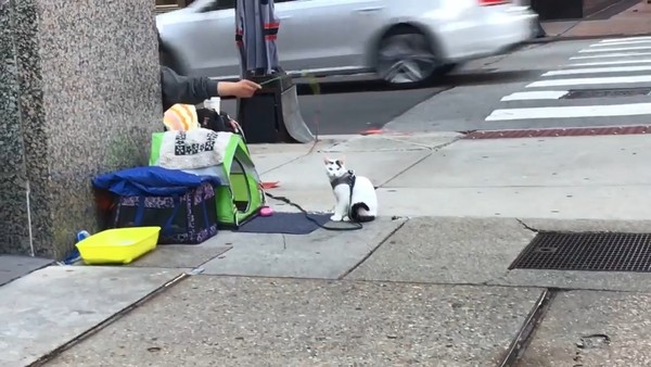 街友收養浪喵…省錢帶牠看醫生　陪路人聊貓經竟秒get新工作 | ETto