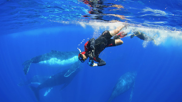 ▲▼ 黑糖導演潛入水下搶時機拍攝罕見的 18 隻大翅鯨共同移動。紀錄片《男人與他的海》團隊在東加王國與大翅鯨母子合照。（圖／公關提供）