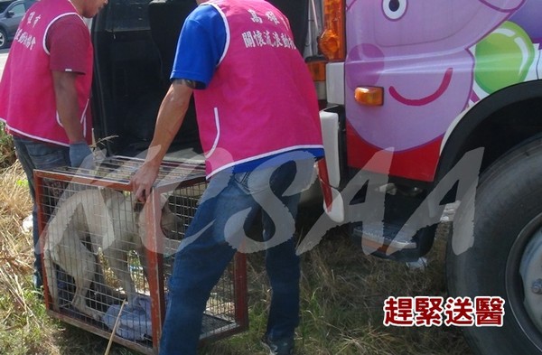 ▲▼流浪白狗右腳腫脹到快爆炸潰爛。（圖／高雄市關懷流浪動物協會提供）