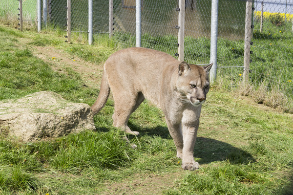 山洞撿野貓2月後變美洲獅親戚發現時還在吸死亡母奶 Ettoday寵物雲 Ettoday新聞雲