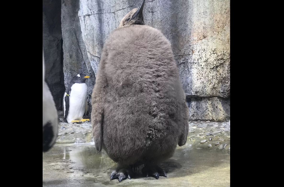 國王企鵝寶寶超巨大 網友看傻 裡面確定沒裝人 Ettoday寵物雲 Ettoday新聞雲