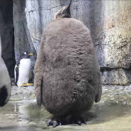 國王企鵝寶寶超大隻。（圖／翻攝自推特@sendaiuminomori）