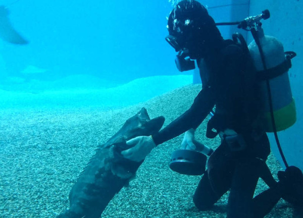 潛水員認真工作，石斑魚撒嬌討摸。（圖／翻攝自推特用戶@utagech）