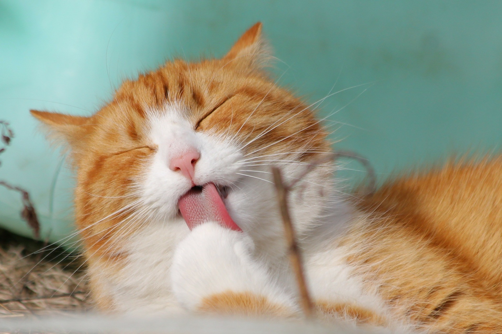 ▲▼ 貓，貓咪。（圖為示意圖／翻攝免費圖庫Pixabay）