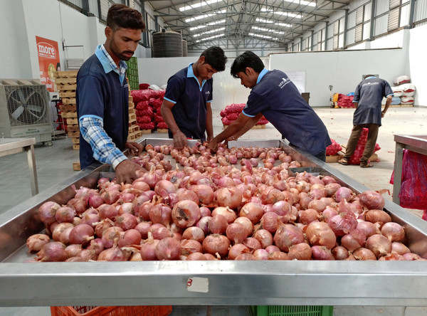 ▼洋蔥不僅是印度料理不可或缺的調味食材，更是印度貧窮人口的主要蔬菜來源。（圖／路透）