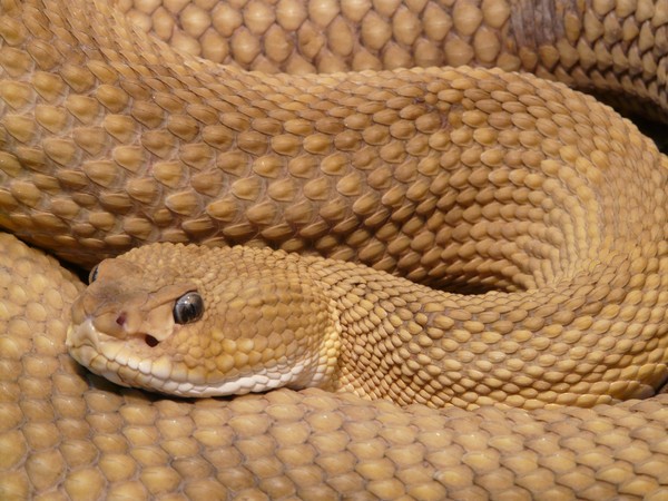 ▲▼Najash rionegrina蛇蛇。（圖／取自免費圖庫pixabay）