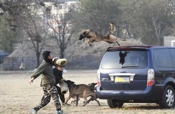 ▲北京市公安局刑偵總隊長袁林，親自為複製犬掛上項圈及穿上警犬服。（圖／北京刑偵公眾號)