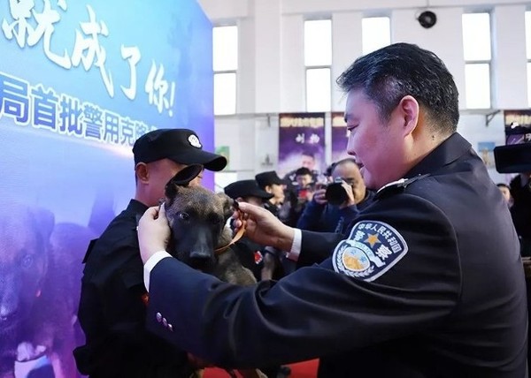 ▲北京市公安局刑偵總隊長袁林，親自為複製犬掛上項圈及穿上警犬服。（圖／北京刑偵公眾號)