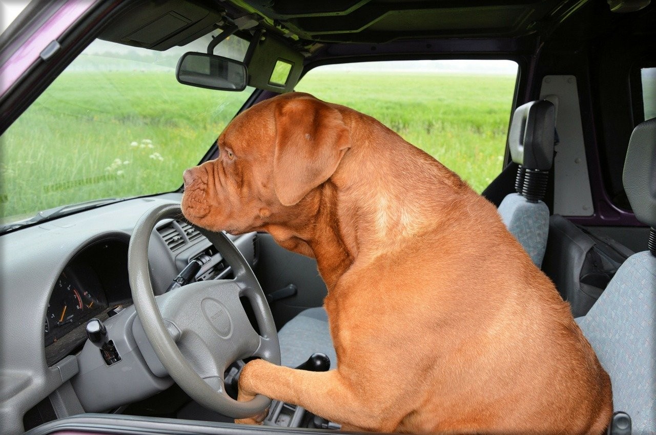 ▲▼開車,狗狗,萌犬,犬,汪星人。（圖／翻攝自Pixabay免費圖庫）