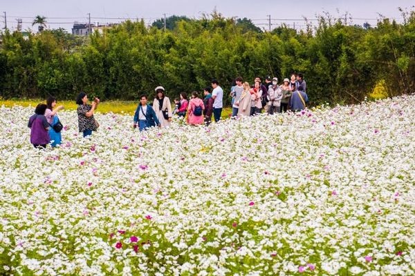 ▲2019桃園花彩節平鎮區壓軸登場