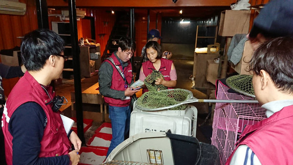 ▲▼獸醫意外過世貨櫃屋留下81隻貓　安置各區收容所待認養。（圖／新北市動保處提供）