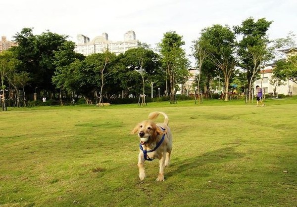 幼犬從小吃素，身體出現大問題！（圖／新北市動保處提供）