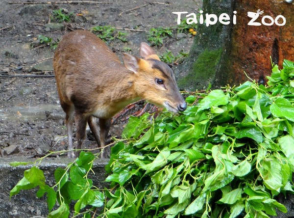 ▲臺灣山羌響「國際素食日」！　看見「反芻」運動最幸運。（圖／臺北市立動物園提供）