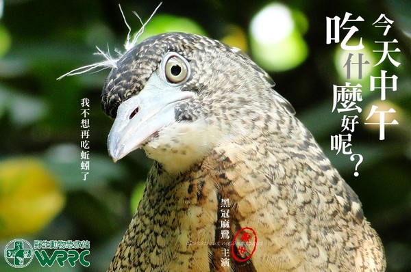 ▲野生動物集體「厭世臉＋眼神死」！　仿上班族血淚辛酸。（圖／粉專「野生動物急救站」提供）