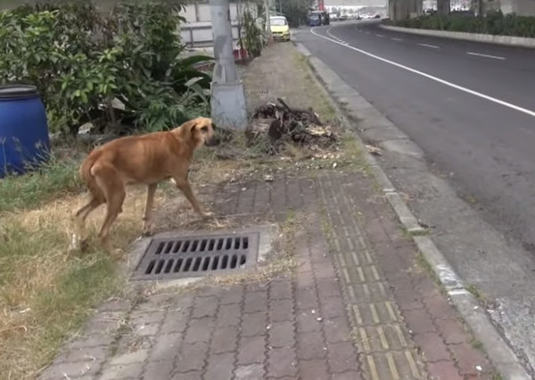 高山犬肚子裡全是腫瘤。（圖／翻攝自社團法人高雄市關懷流浪動物協會）